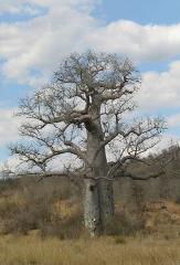 A large, leafless baobab tree stands prominently in a grassy field against a backdrop of a blue sky with white clouds and distant, shrubby vegetation.