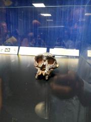 A fossilized skull is displayed in a glass case, with blurred reflections of people visible in the background.