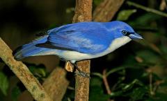 A wonderful trip to the Comoros, exploring birds and nature.