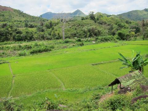 Lush green rice fields stretch towards forested hills under a cloudy sky, with a small hut nestled amidst vegetation in the foreground.