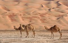 Three camels stand in the foreground of a desert landscape, with vast sand dunes stretching into the background.
