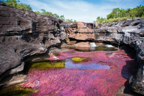 Caño Cristales River of Five Colors Experience (4 Days / 3 Nights) Caño Cristales, also known as the River of Five Colors, showcases vibrant pink and red aquatic plants against a backdrop of rugged rocks and clear water.