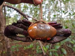 A mangrove crab is being held up with a vine loop in front of a blurred background of trees and foliage.