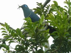 14-Day North-East of Madagascar Nature and Wildlife Safari Adventure A velvety blue bird with vibrant blue eye patches perches in a tree, carrying nesting material in its beak.