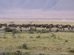 A herd of zebras and wildebeests grazes in a vast, grassy plain, with a mountainous backdrop under a hazy sky, while gazelles roam in the foreground.