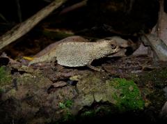 A brown Brookesia micra chameleon sits on a mossy log, camouflaged in the undergrowth, surrounded by leaves and branches.