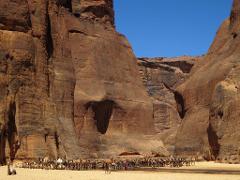 A large herd of camels rests in a canyon, surrounded by tall, rocky cliffs under a clear blue sky.
