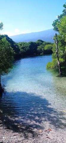 A serene lagoon with clear turquoise water surrounded by lush green trees and a distant mountain under a bright blue sky.