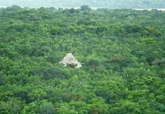 A Mayan ruin peeks out from a dense, vibrant green jungle canopy, likely taken from a high vantage point or helicopter.