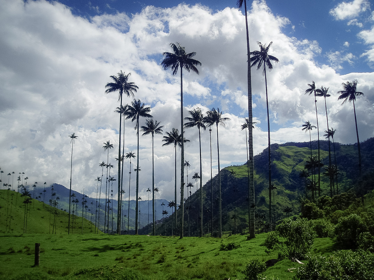 Birding - Cali & Coffee Region