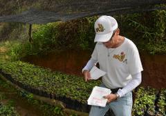 An older man wearing a hat and t-shirt stands near rows of seedlings, holding papers with notes related to coffee production.