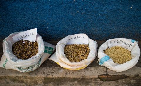 Three bags of coffee beans labeled "Pasilla," "Corriente," and "Pergamino" sit on a concrete ledge against a blue wall.