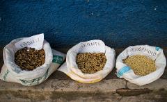 Three bags of coffee beans labeled "Pasilla," "Corriente," and "Pergamino" sit on a concrete ledge against a blue wall.