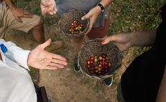 People are holding coffee cherries in baskets and coffee beans in their hands, showcasing the harvesting process.