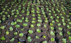 A high-angle shot shows rows of young, green seedlings sprouting from individual black plastic bags filled with dark soil.