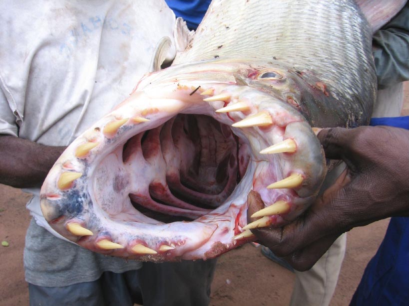 Goliath Tigerfish and other river monsters - what's real and what's fake?  