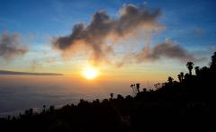A stunning sunrise over a sea of clouds, silhouetting lush vegetation on a mountain slope.