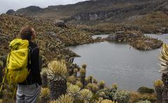 A hiker with a yellow backpack gazes at a lake surrounded by frailejones plants in a mountainous landscape.