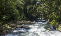 A river flows rapidly through a lush, green forest with rocks lining the banks.