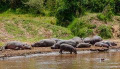 A group of hippos is resting on a muddy riverbank, with some lying down and others standing, while one hippo is submerged in the water, with green vegetation in the background.