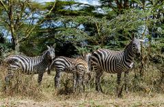 Three zebras stand in a grassy field with scattered trees in the background, with the center zebra appearing to be a foal due to its shorter size and brownish coloring.