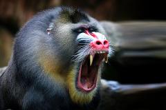 A mandrill yawns wide, revealing its sharp teeth and bright pink nose.