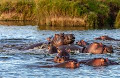 A large group of hippos is submerged in a river, with only their heads and backs visible, against a backdrop of grassy riverbanks.