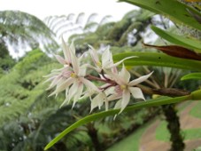 Birding - Cali, Coffee Region & Medellin A cluster of white and pink Dendrophylax lindenii orchid blossoms, known as ghost orchids, grow on a stem with long green leaves against a backdrop of ferns and green landscape.