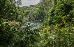 A lush, green scene with a tranquil river flowing through a dense forest, framed by a variety of trees and foliage.