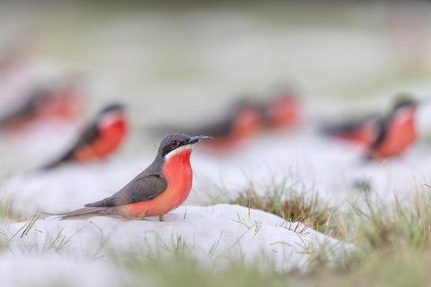 A striking Southern Carmine Bee-eater with grey wings and vibrant red underparts stands on sandy ground with other birds in the blurred background.