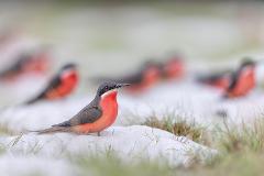A striking Southern Carmine Bee-eater with grey wings and vibrant red underparts stands on sandy ground with other birds in the blurred background.