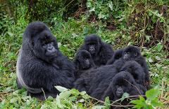 A family of gorillas, including a large silverback and several younger ones, rests together in a lush, green forest.