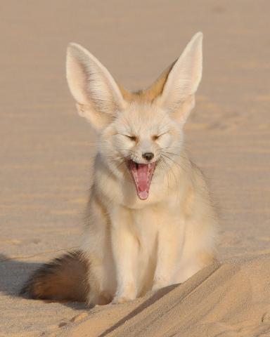 A fennec fox with closed eyes and a wide open mouth, revealing its pink tongue and teeth, sits in the sand.