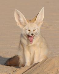 A fennec fox with closed eyes and a wide open mouth, revealing its pink tongue and teeth, sits in the sand.