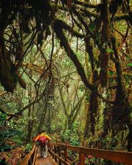 Two people are walking down a wooden pathway in a dense, mossy rainforest with abundant trees and green vegetation, creating a mystical and serene atmosphere.