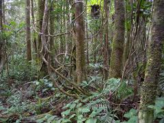 Dense tropical forest with thick trees covered in moss and vines, and lush green undergrowth.