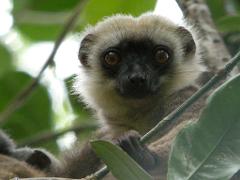 A cute lemur with big brown eyes peers out from the lush green foliage, holding onto a branch with its tiny hand.