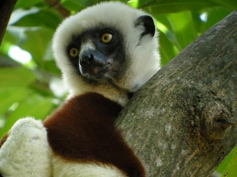 A Coquerel's sifaka, a lemur native to Madagascar, clings to a tree branch while staring at the camera with piercing yellow eyes.