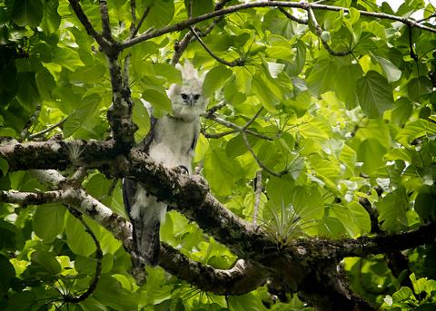 Panama City and Darien Gap A harpy eagle with white and gray feathers perches on a mossy branch, surrounded by bright green leaves.