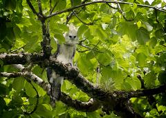 Panama City and Darien Gap A harpy eagle with white and gray feathers perches on a mossy branch, surrounded by bright green leaves.