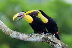 Panama City and Darien Gap Two yellow-throated toucans perched on a mossy branch against a vibrant green background. One toucan has its beak slightly open.