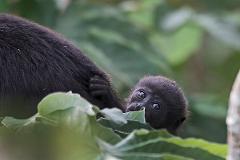 Panama City and Darien Gap A baby black monkey peeks out from behind a lush green leaf, its large, soulful eyes captivating the viewer.