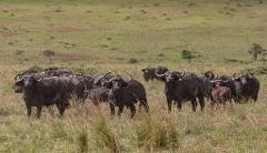 A herd of African buffalo graze in a grassy plain on a bright, sunny day.