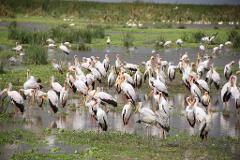 A large flock of Yellow-billed storks standing in shallow water with green vegetation, creating a vibrant scene.