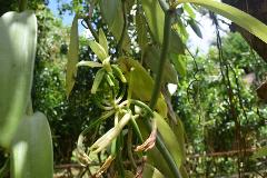 A close-up captures a vanilla vine with unopened flower buds and long, green leaves, surrounded by lush greenery and trees.