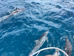 The photo shows a pod of dolphins swimming in the blue ocean near a boat.