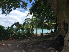A serene tropical scene with lush vegetation and palm trees framing a turquoise ocean under a partly cloudy sky, viewed from under a large tree.