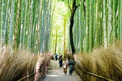 People stroll through a bamboo forest, their path lined with a fence of dried grasses, creating a serene and natural tunnel.