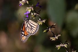 9-Day Cameroon Butterfly Expedition