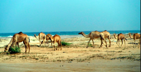 A herd of camels is seen on a sandy beach, some grazing on vegetation while others walk along the shore near the ocean under a clear blue sky.